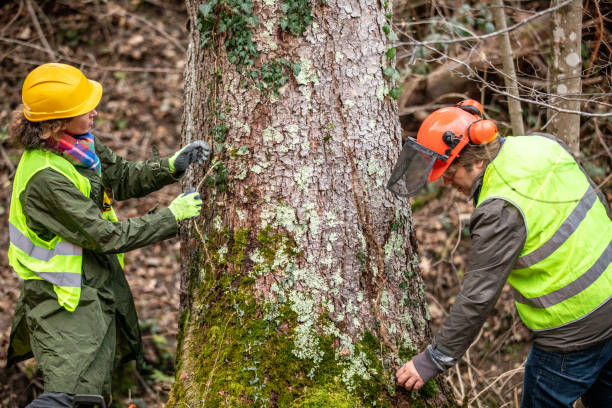 Best Commercial Tree Removal  in USA